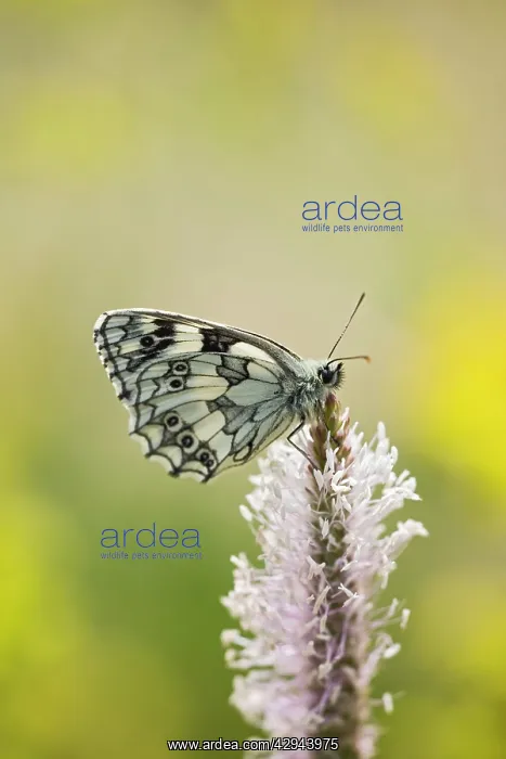 : Marbled white - resting on plantain : Marbled white - resting on plantain