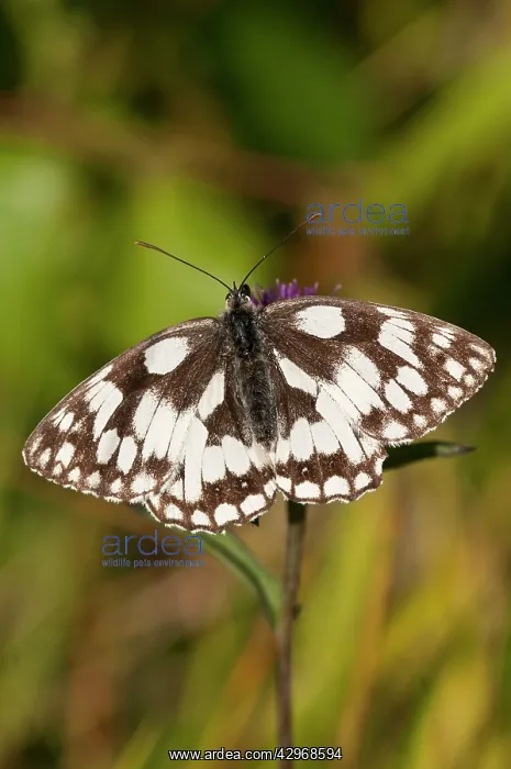 : Marbled White - upperside - wings open at rest : Marbled White - upperside - wings open at rest