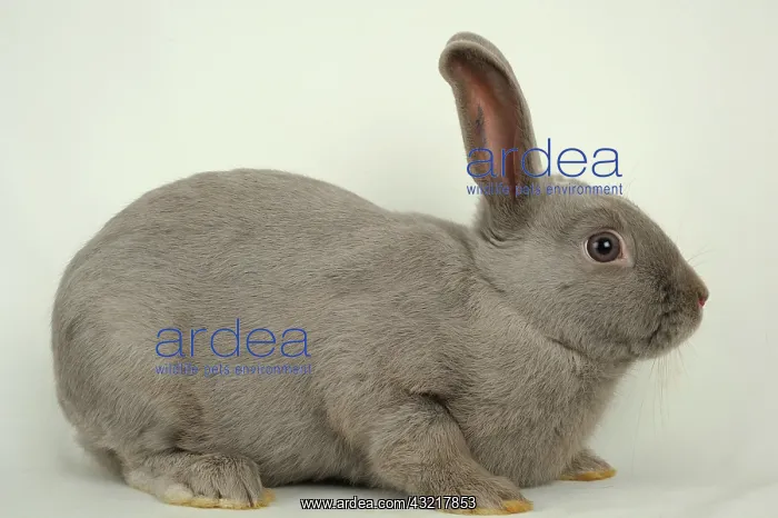 : Marburg Feh rabbit on white background : Marburg Feh rabbit on white background