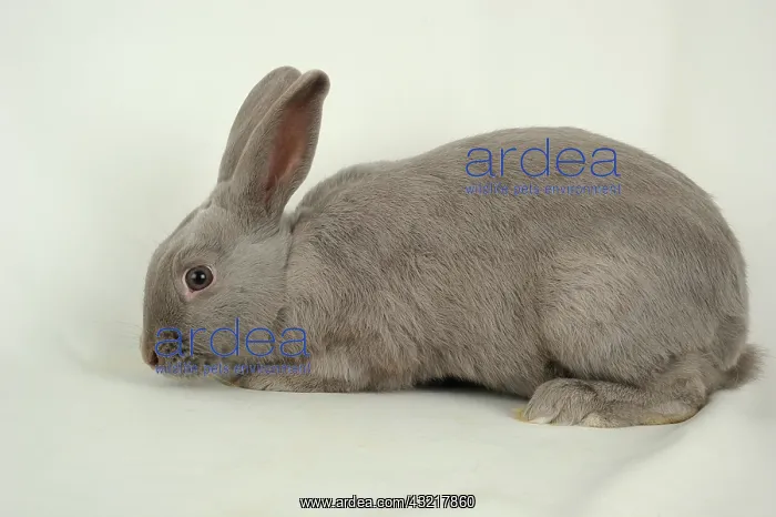 : Marburg Feh rabbit on white background : Marburg Feh rabbit on white background