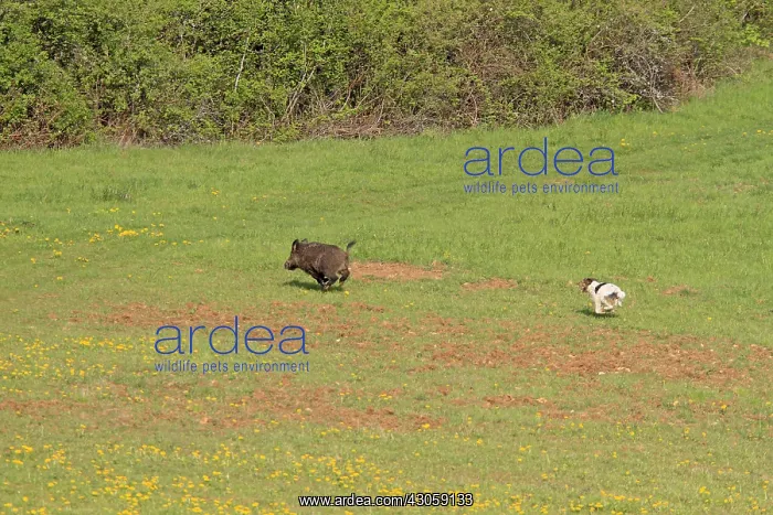 : Marcassin pursued by a Fox Terrier in a meadow France : Marcassin pursued by a Fox Terrier in a meadow France