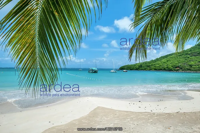 : Marcel Cove Beach. Island of Saint Martin, French : Marcel Cove Beach. Island of Saint Martin, French