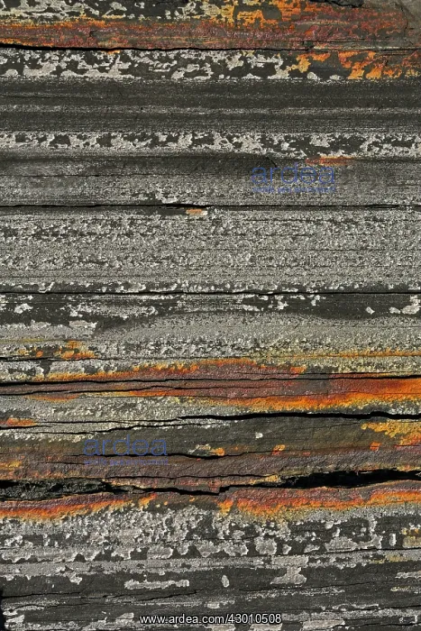 : Marcellus Shale natural gas bearing rock : Marcellus Shale natural gas bearing rock
