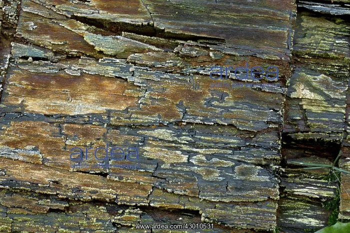 : Marcellus Shale natural gas bearing rock : Marcellus Shale natural gas bearing rock