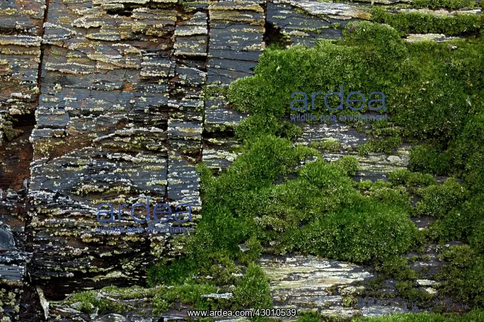  : Marcellus Shale natural gas bearing rock