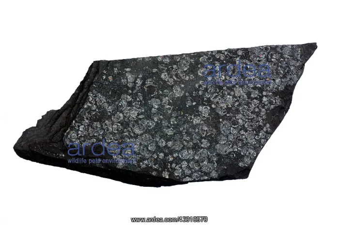 : Marcellus Shale natural gas bearing rock : Marcellus Shale natural gas bearing rock