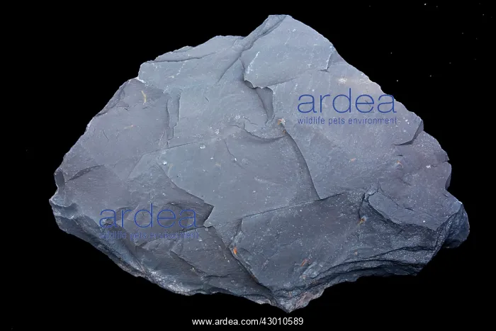 : Marcellus Shale natural gas bearing rock : Marcellus Shale natural gas bearing rock
