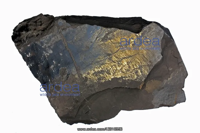 : Marcellus Shale showing slickenside (polished : Marcellus Shale showing slickenside (polished