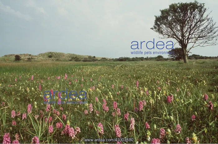 : MARCH ORCHID DISPLAY - Mainly Southern Marsh : MARCH ORCHID DISPLAY - Mainly Southern Marsh