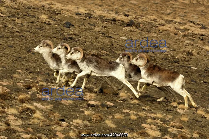 : Marco Polo Sheep / Mouflon : Marco Polo Sheep / Mouflon