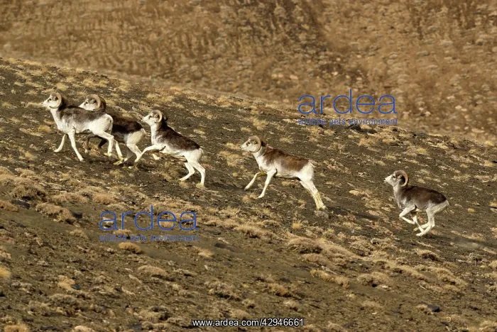 : Marco Polo Sheep / Mouflon : Marco Polo Sheep / Mouflon