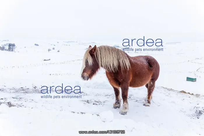 : Mare of Breton breed under gusts of wind and snowfall : Mare of Breton breed under gusts of wind and snowfall