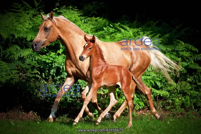 : Mare with colt, 3 weeks, German small horse X P.R.E : Mare with colt, 3 weeks, German small horse X P.R.E