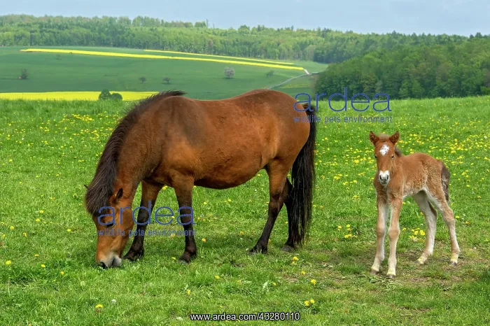 : Mare with a few days old foal on the pasture, Hesse : Mare with a few days old foal on the pasture, Hesse