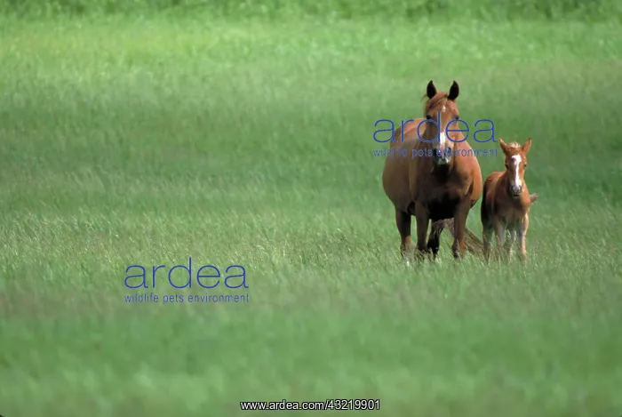 : Mare and foal : Mare and foal