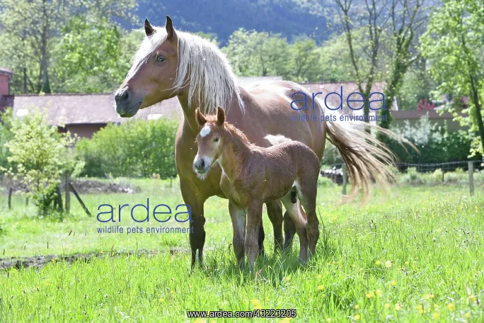 : Mare and foal - Farm Pampilles Alsace France : Mare and foal - Farm Pampilles Alsace France