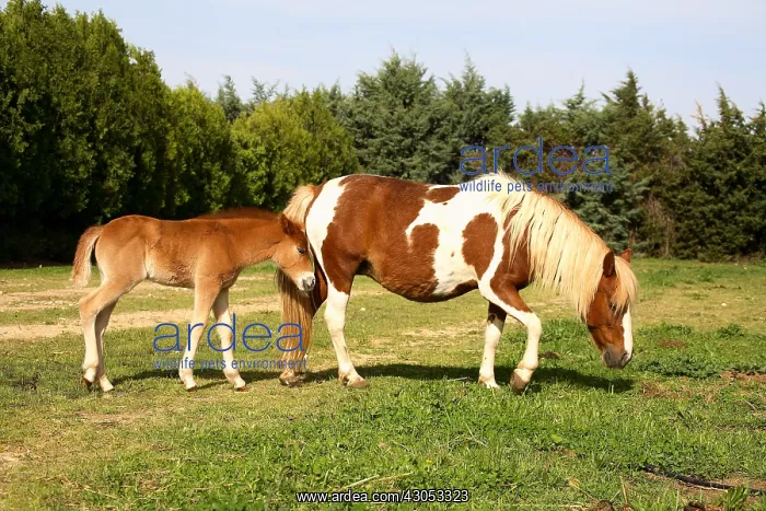 : Mare and its foal in a meadow : Mare and its foal in a meadow