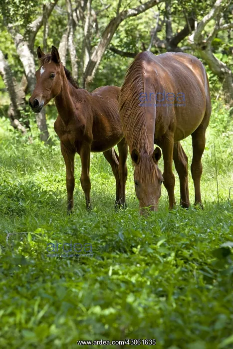 : Mare and Foal in a pre Palo Verde Costa Rica : Mare and Foal in a pre Palo Verde Costa Rica