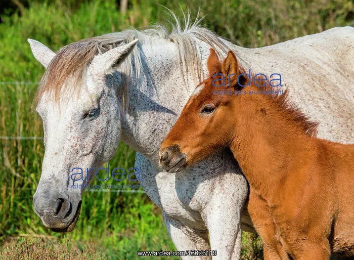 : Mare with her foal. White Camargue horse. Parc n : Mare with her foal. White Camargue horse. Parc n