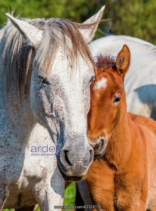 : Mare with her foal. White Camargue horse. Parc n : Mare with her foal. White Camargue horse. Parc n