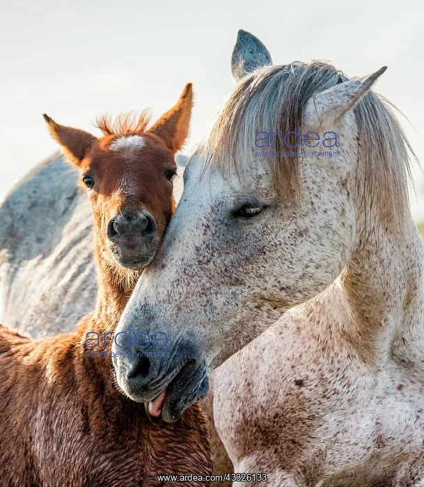 : Mare with her foal. White Camargue horse. Parc n : Mare with her foal. White Camargue horse. Parc n