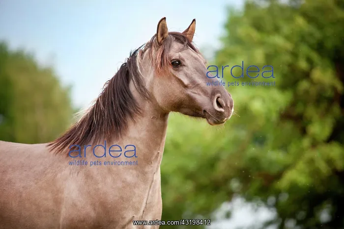 : Mare, Konik or Polish wild horse, portrait : Mare, Konik or Polish wild horse, portrait
