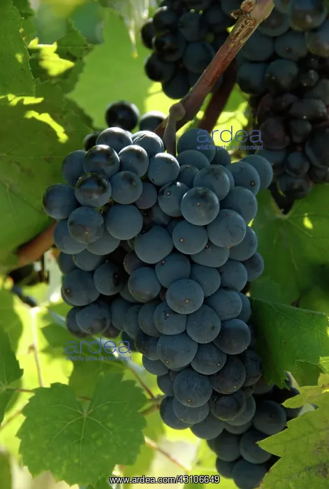 : Marechal Foch Grapes : Marechal Foch Grapes