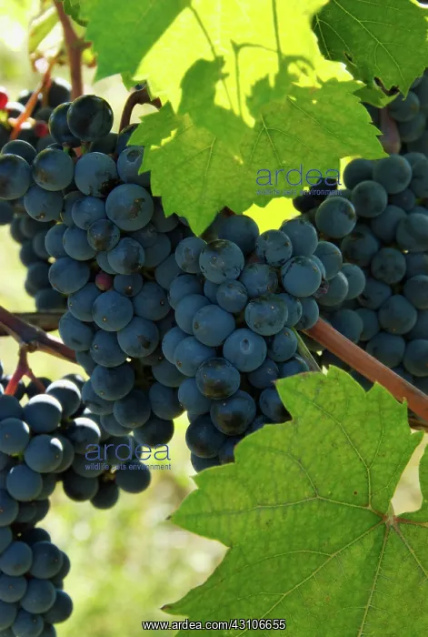: Marechal Foch Grapes : Marechal Foch Grapes