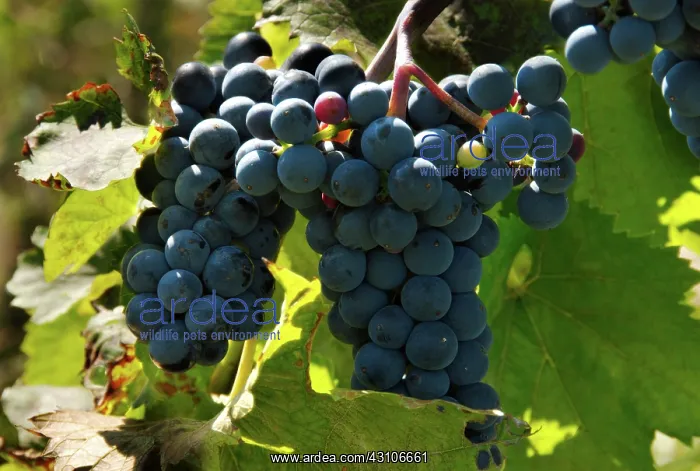 : Marechal Foch Grapes : Marechal Foch Grapes
