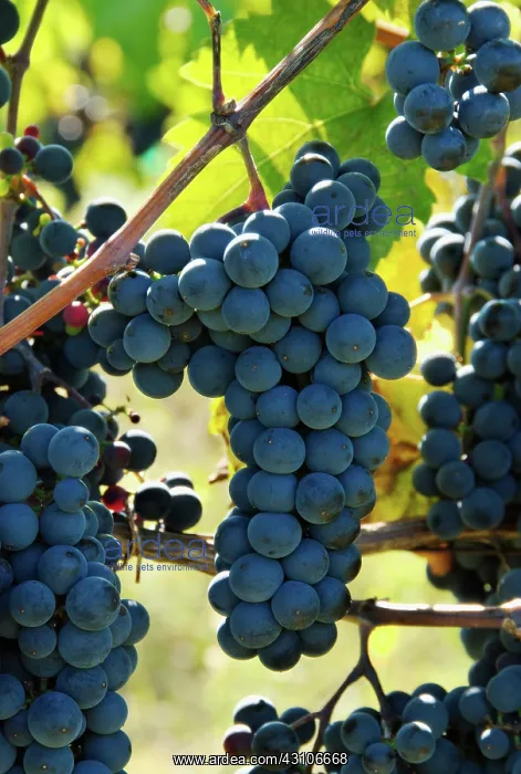 : Marechal Foch Grapes : Marechal Foch Grapes