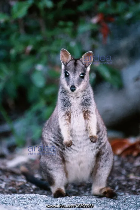 : Mareeba Rock Wallaby : Mareeba Rock Wallaby