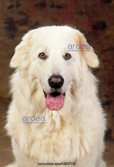 : MAREMMA SHEEPDOG : MAREMMA SHEEPDOG