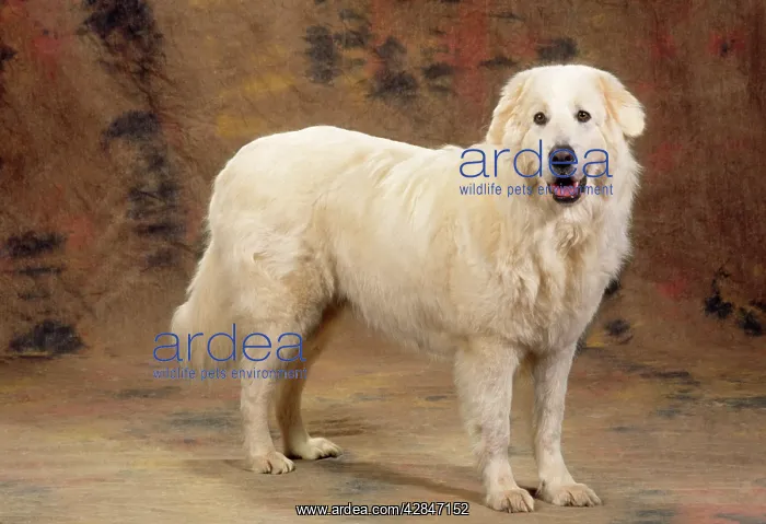 : MAREMMA SHEEPDOG : MAREMMA SHEEPDOG