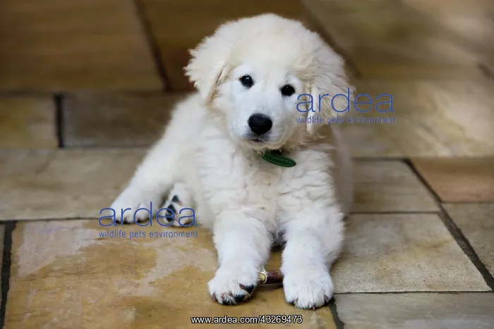: Maremma Sheepdog, puppy lying on tiled floor, northern : Maremma Sheepdog, puppy lying on tiled floor, northern