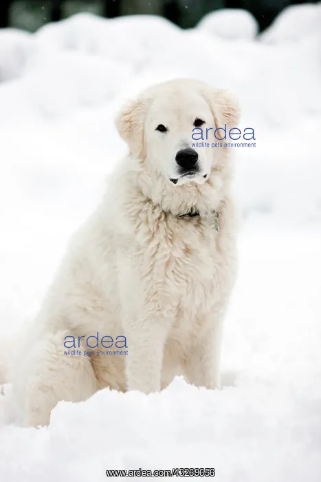 : Maremma Sheepdog sitting in the snow, North Tyrol : Maremma Sheepdog sitting in the snow, North Tyrol