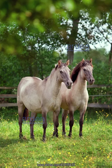 : Two mares, Konik or Polish wild horses : Two mares, Konik or Polish wild horses