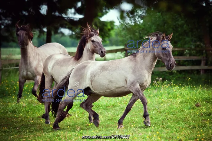  : Two mares, Konik or Polish wild horses