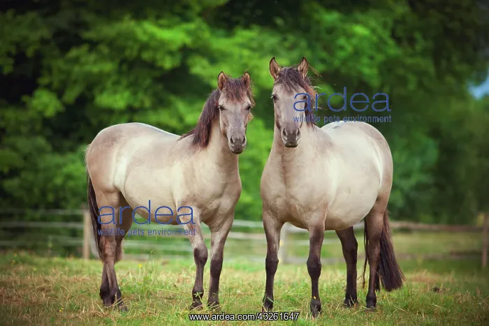 : Two mares, Konik or Polish wild horses : Two mares, Konik or Polish wild horses