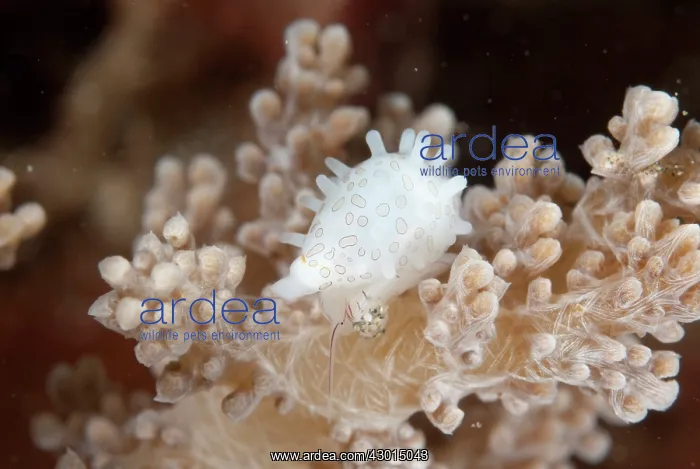  : Margarita Egg Cowrie