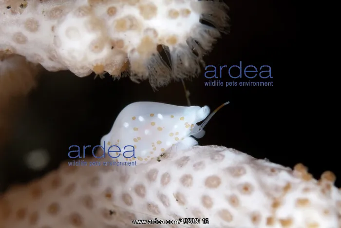 : Margarita Egg Cowrie - camouflaged on coral : Margarita Egg Cowrie - camouflaged on coral