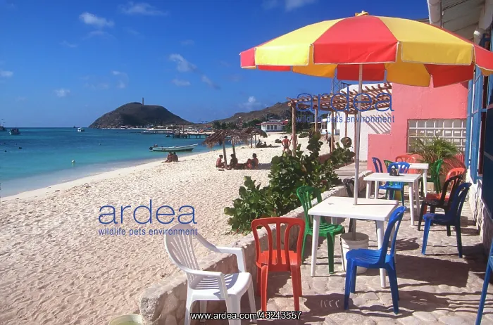 : Margarita Island, Venezuela : Margarita Island, Venezuela