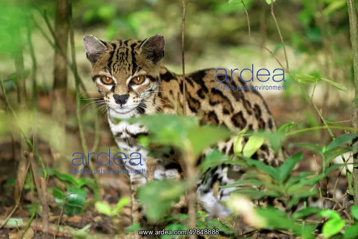  : Margay (Felis wiedii). Belize