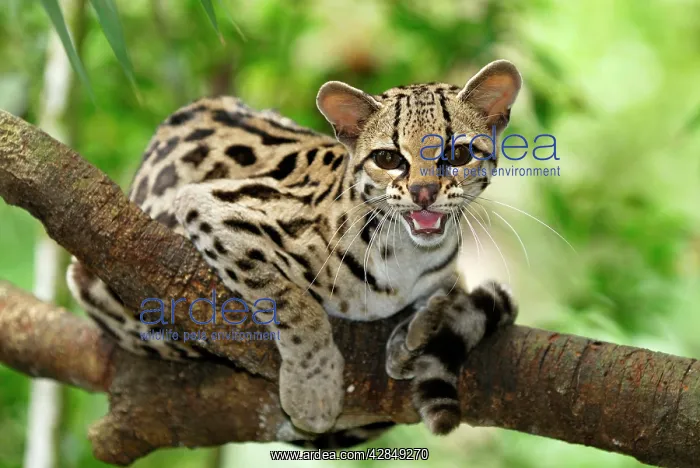  : Margay (Felis wiedii). Belize