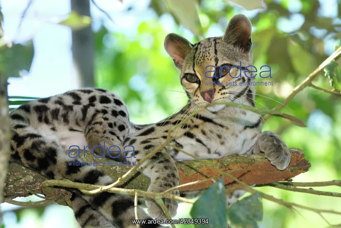  : Margay (Felis wiedii). Belize