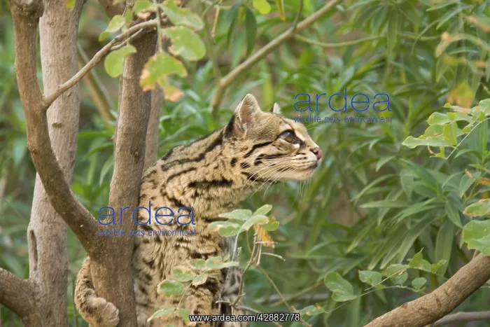 : Margay (Felis wiedii). Its range extends from Mexico to northern Argentina; : Margay (Felis wiedii). Its range extends from Mexico to northern Argentina;