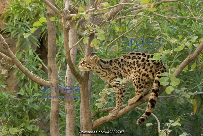 : Margay (Felis wiedii). Its range extends from Mexico to northern Argentina; : Margay (Felis wiedii). Its range extends from Mexico to northern Argentina;