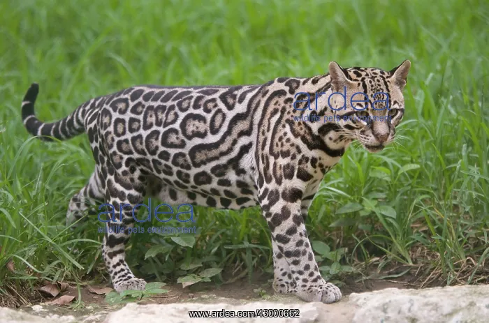  : Margay Mexico (Felis wiedii)