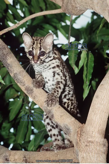 : MARGAY : MARGAY