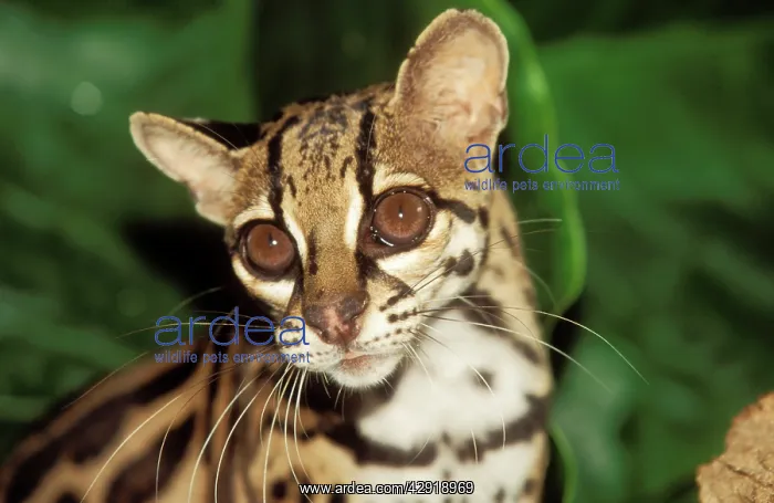 : MARGAY - close up : MARGAY - close up