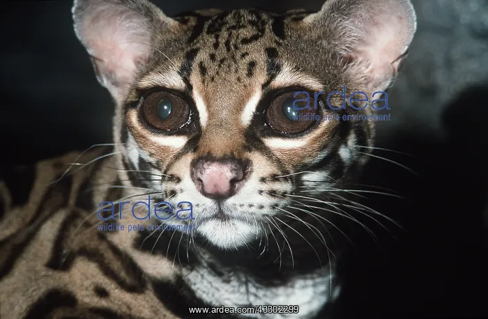  : MARGAY - close-up of face